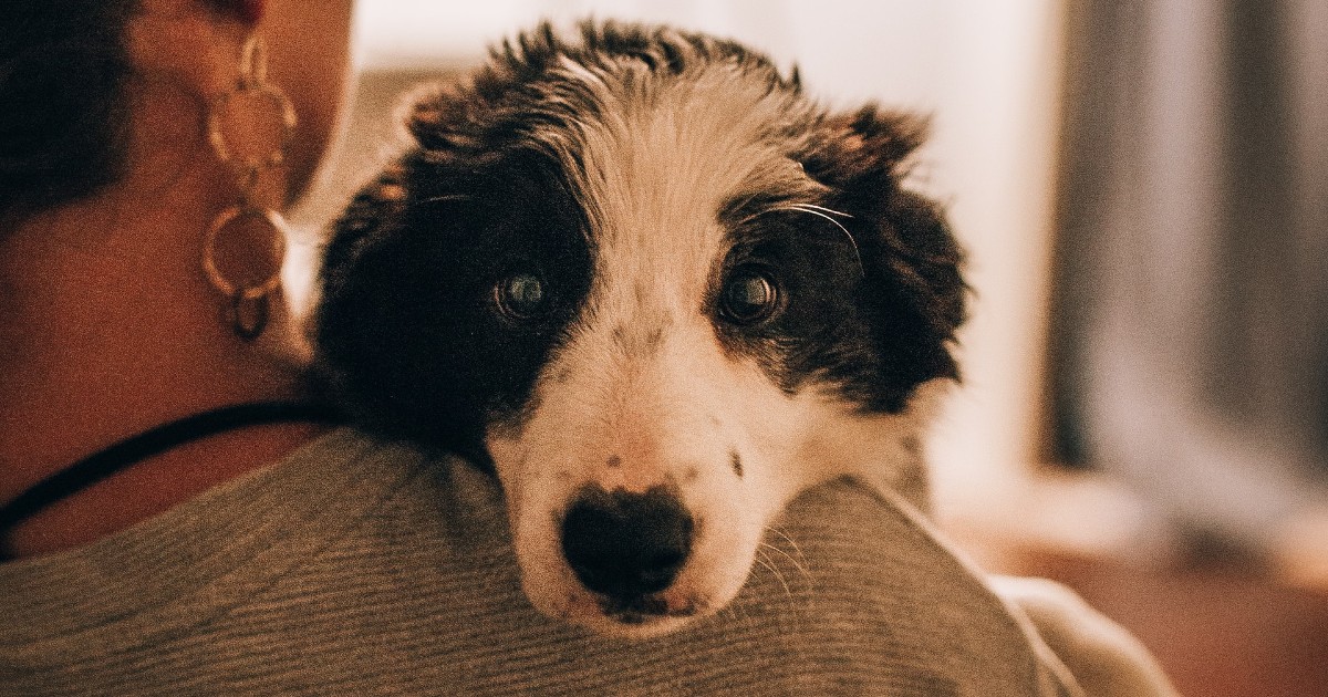 il cagnolino vuole più attenzioni