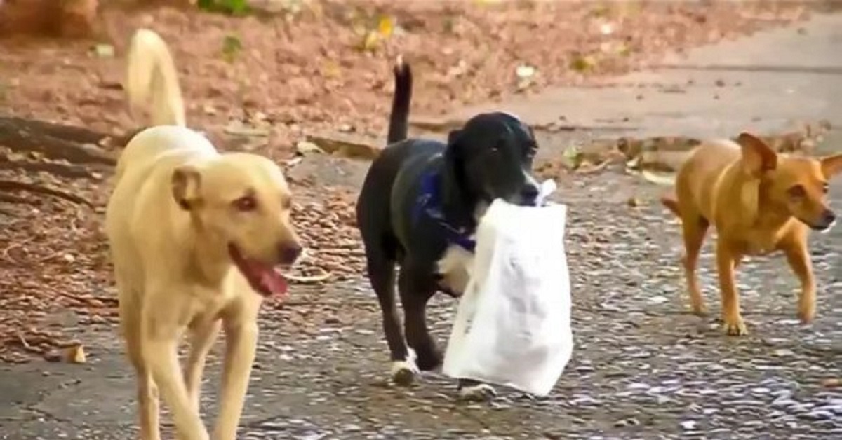 Juca, la cagnolina che porta il pane alla proprietaria (VIDEO)
