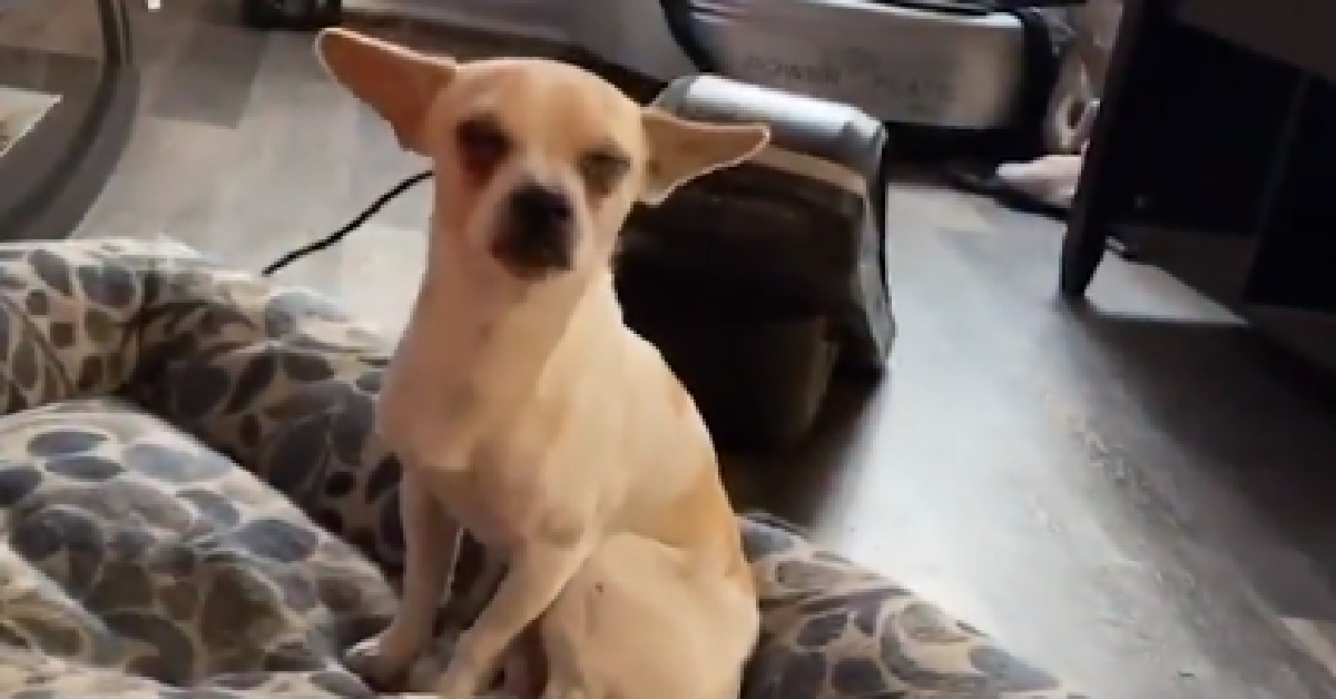 Kai, l’agitato chihuahua si trasforma in una macchina da coccole (VIDEO)