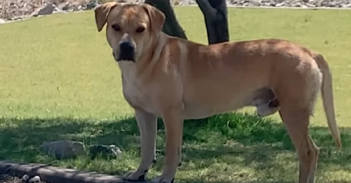 Kingston, il cucciolo che vive in montagna per 4 lunghi anni (VIDEO)