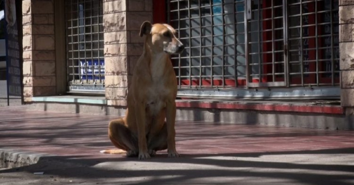 La cagnolina Bianca non accetta la perdita della donna che la accudiva (VIDEO)