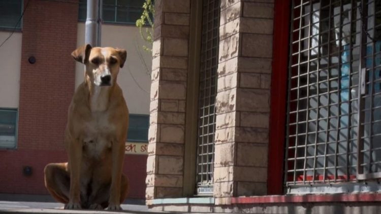 cane attesa cartoleria