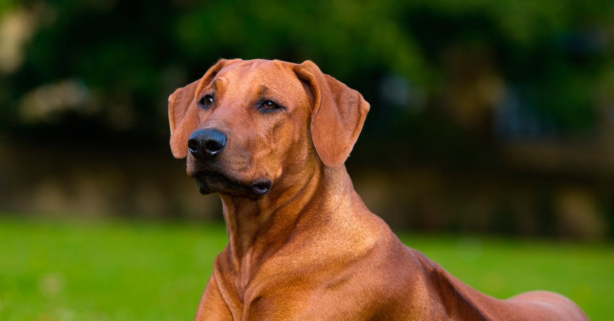 La cagnolina Katjinga nutre e accudisce un maialino appena nato (FOTO)