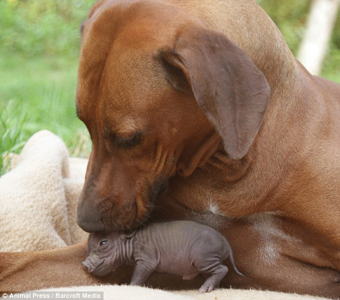 affetto mamma maialina