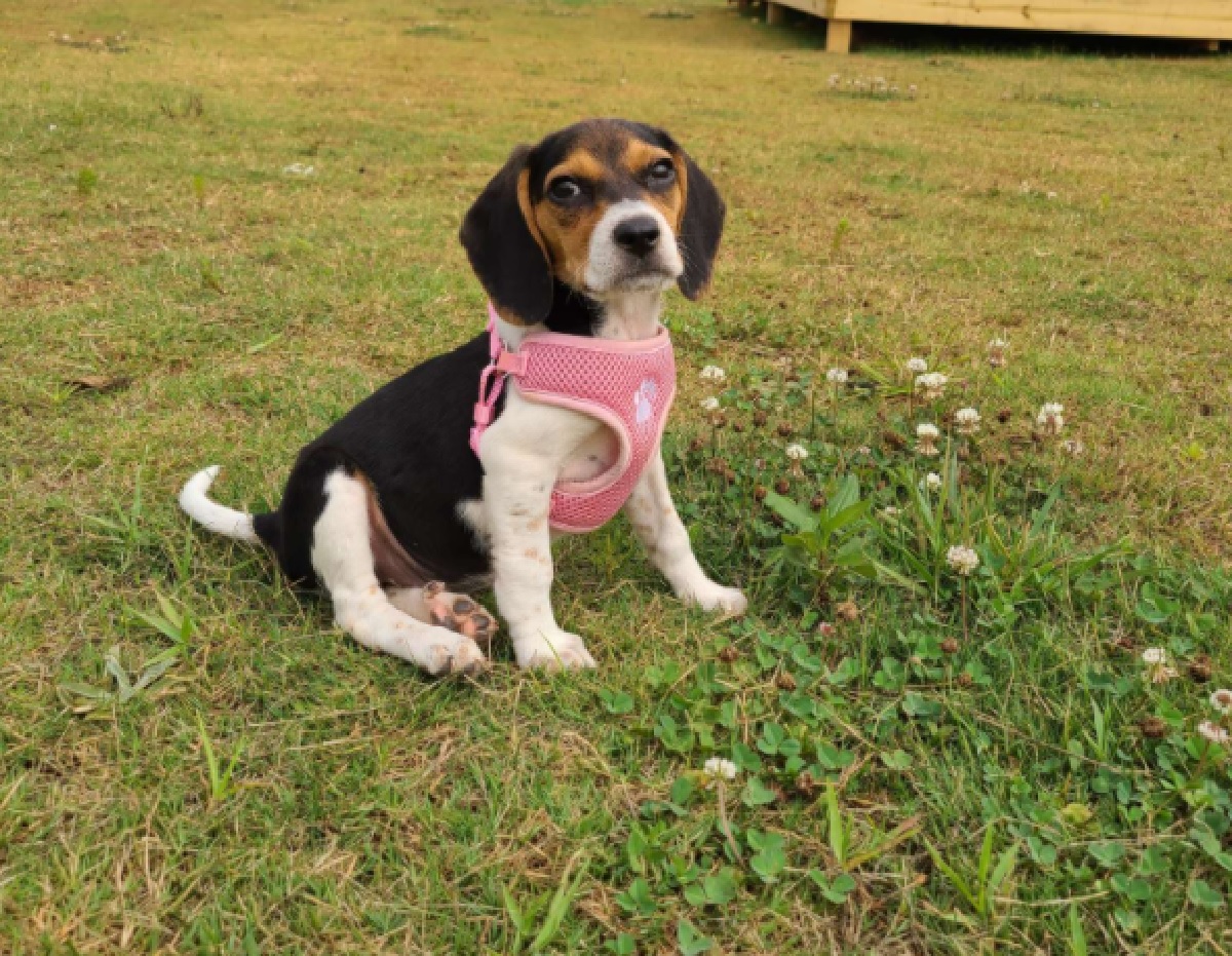 mia cagnolina beagle intelligente