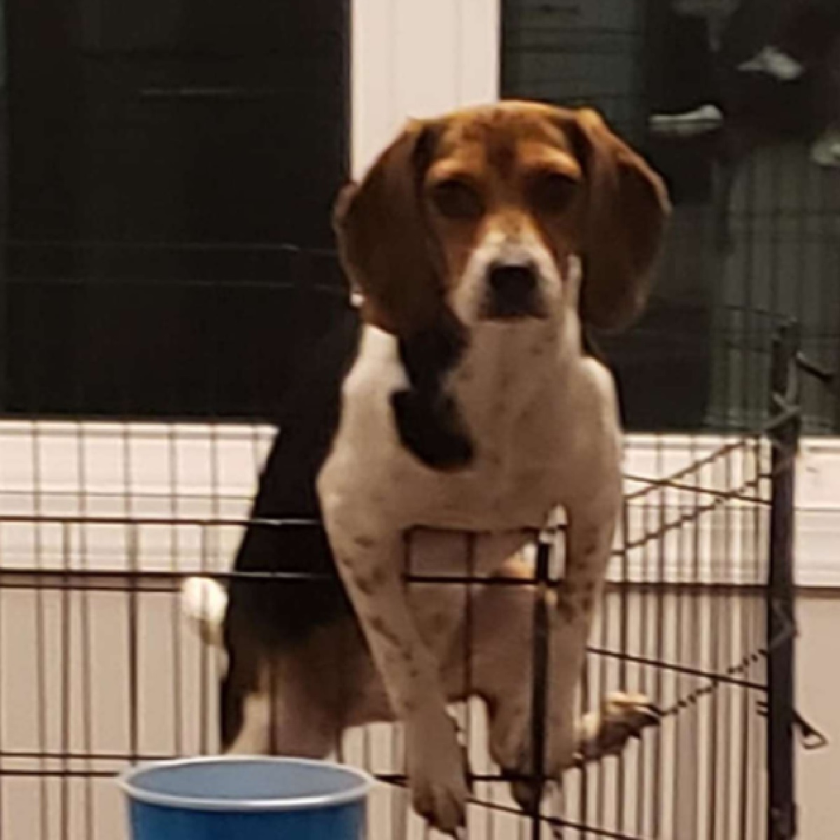 mia cagnolina rientro casa proprietaria