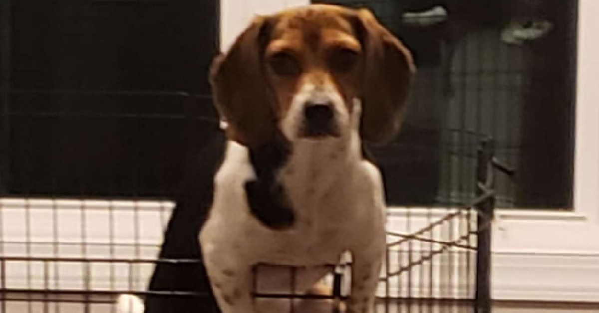 La cucciola di Beagle Mia tenta la fuga quando mamma non c’è (FOTO)