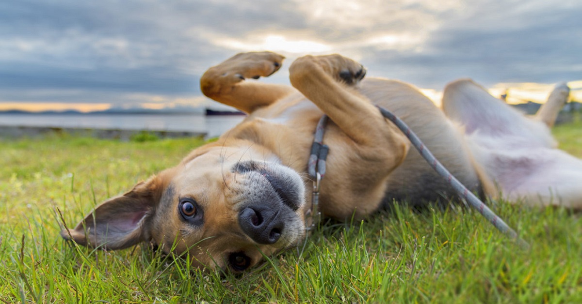 La storia del cagnolino Pierrot, salvato dall’eutanasia grazie ad una campagna solidale (FOTO)