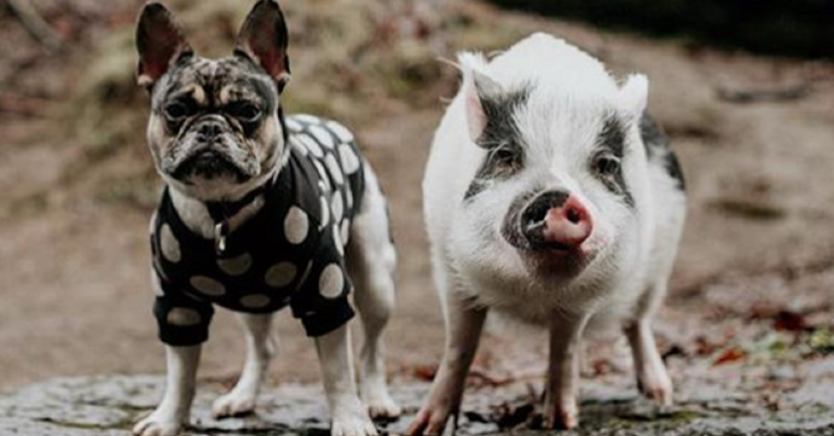 La storia di Dill e Pickles, il Bulldog e il maialino che sono diventati migliori amici (VIDEO)