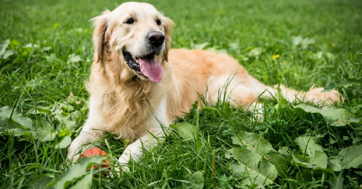 La storia di Phil, il Golden Retriever in sovrappeso che è riuscito a dimagrire (VIDEO)