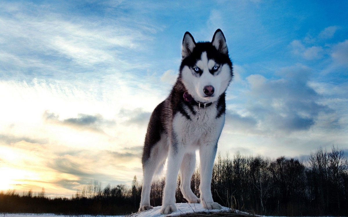 cucciolo husky foto