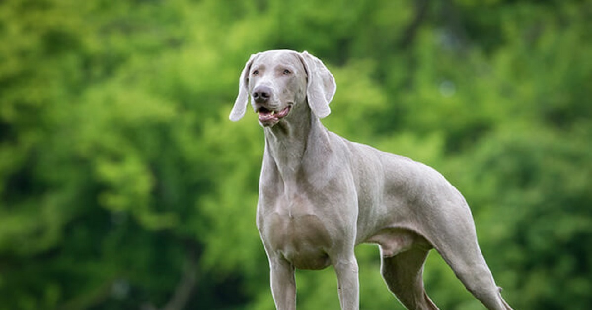 La tenera storia di Arnold, il Weimaraner che ha sconfitto le sue paure grazie a un bassotto (VIDEO)