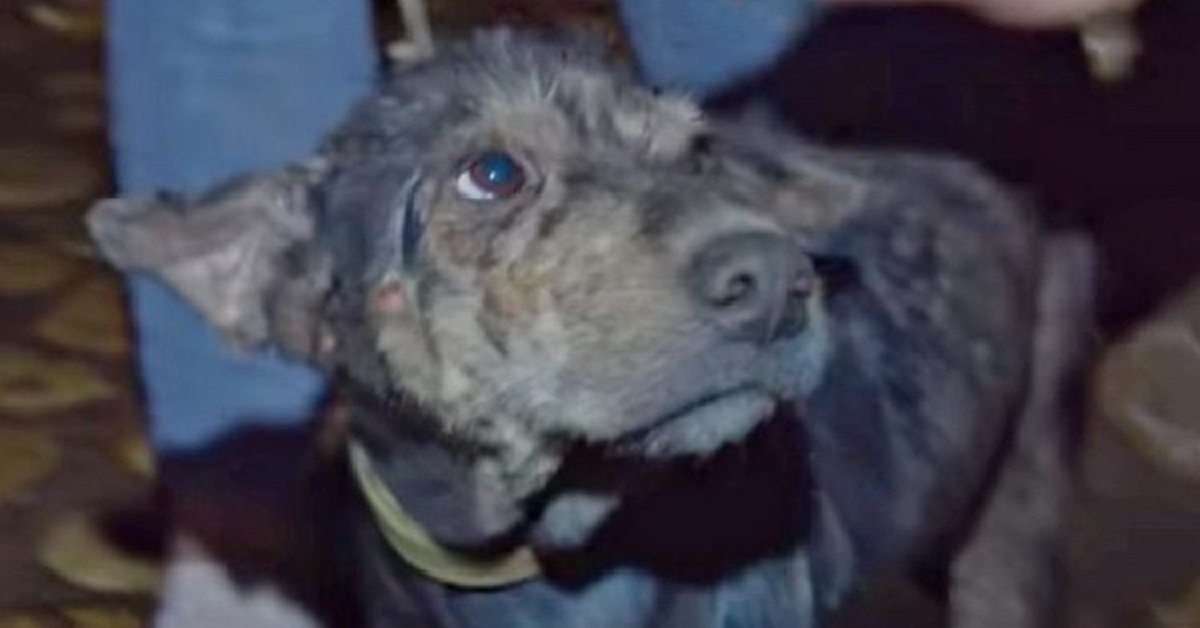 Lada, la cagnolina tenuta prigioniera nel cortile viene salvata (VIDEO)