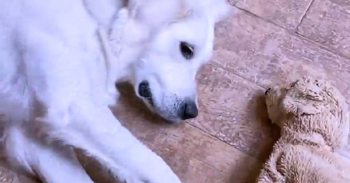 Lady, la cagnolina che non lascia mai il suo pupazzo preferito (VIDEO)