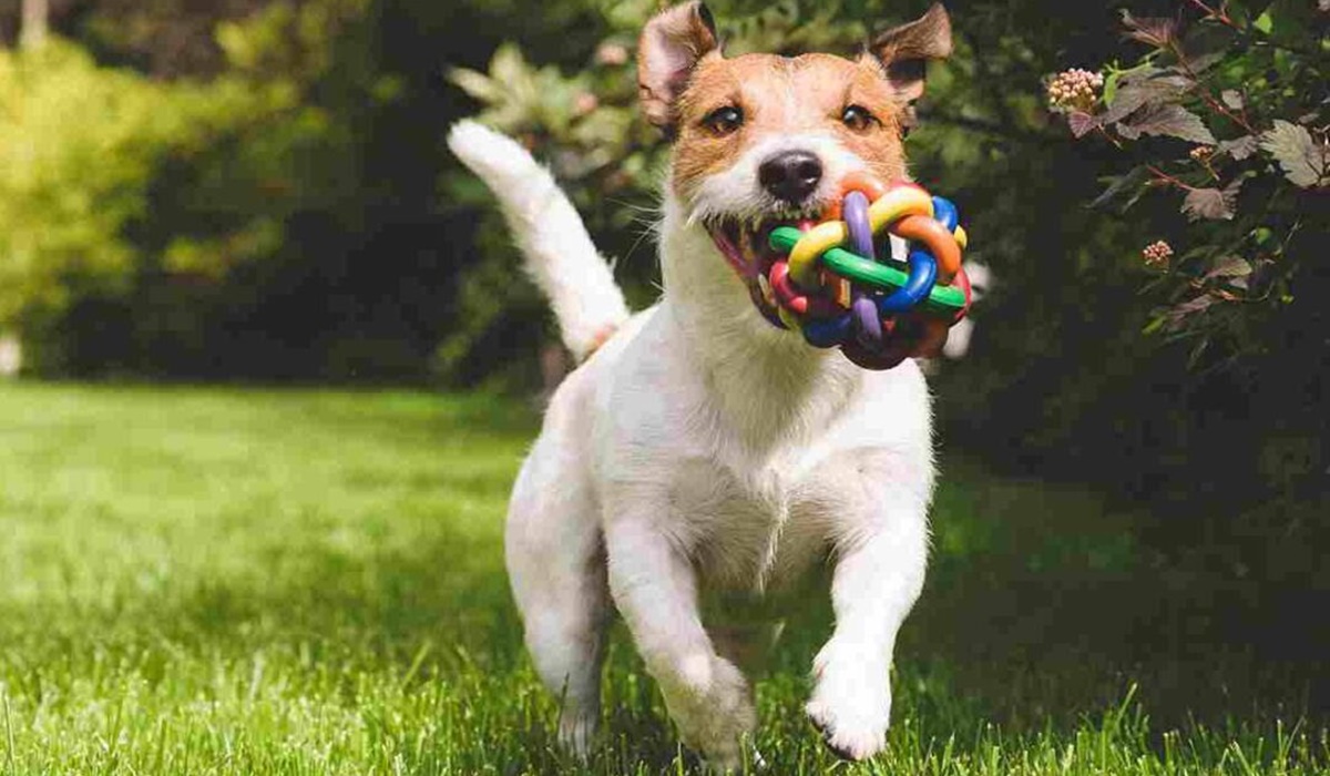 jack russell terrier che corre