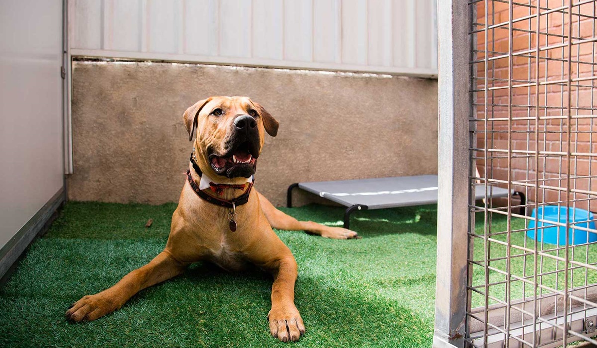 box attrezzato per ospitare un cane