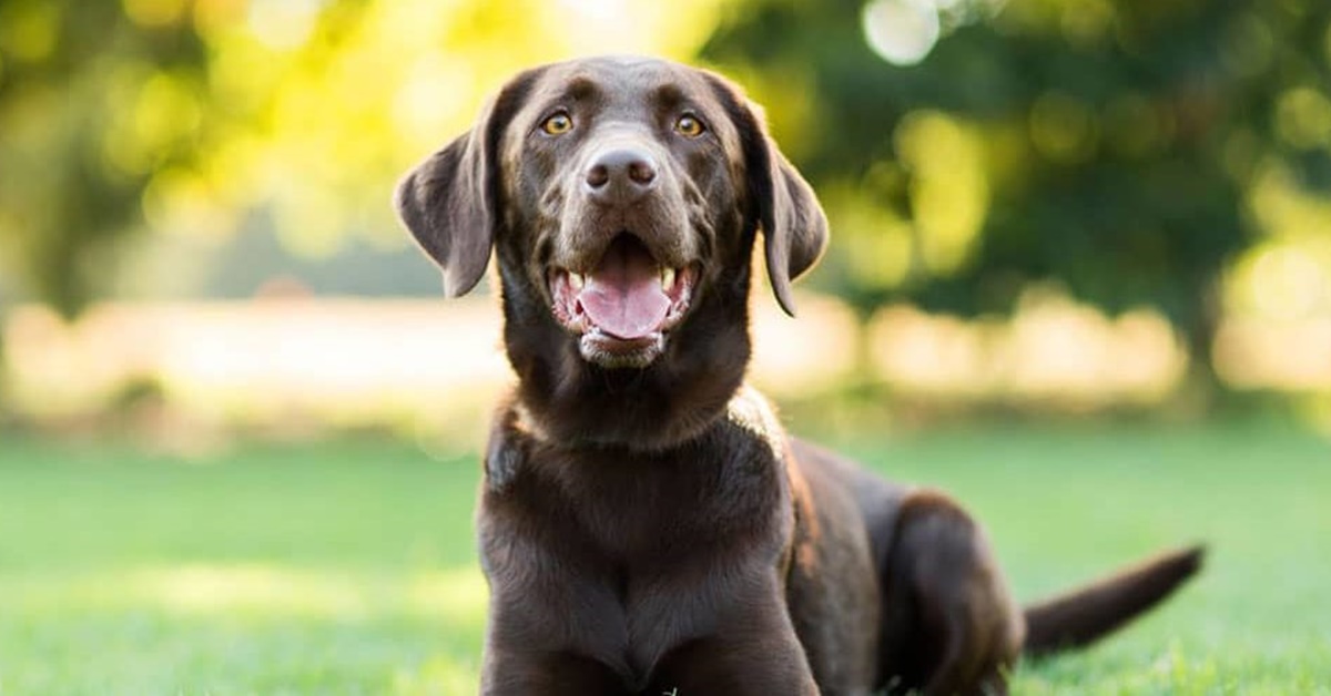 Lasciare il cane in pensione: come sceglierla, come prepararlo e cosa sapere