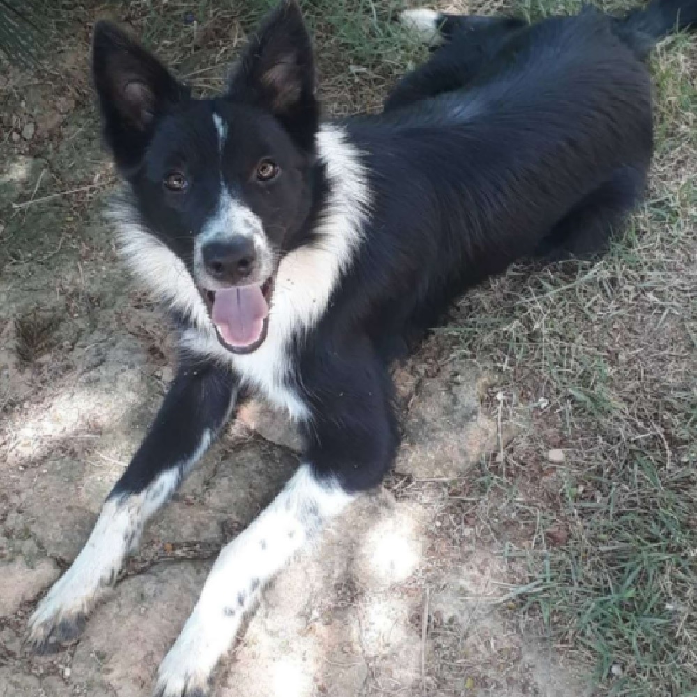 lassye cagnolina felice di aiutare