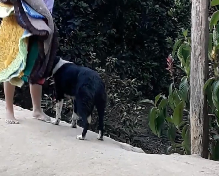 lassye cagnolina aiuto piccola proprietaria