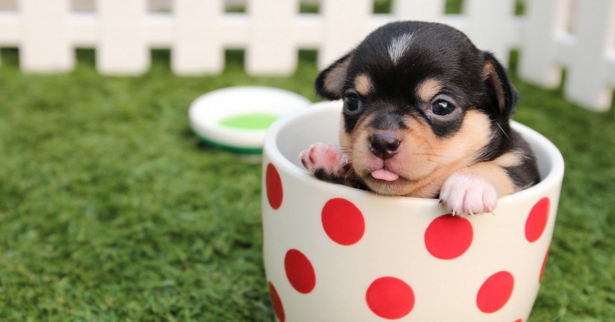 Latte artificiale casalingo per cuccioli di cane: 3 ricette per preparare la formula sostitutiva