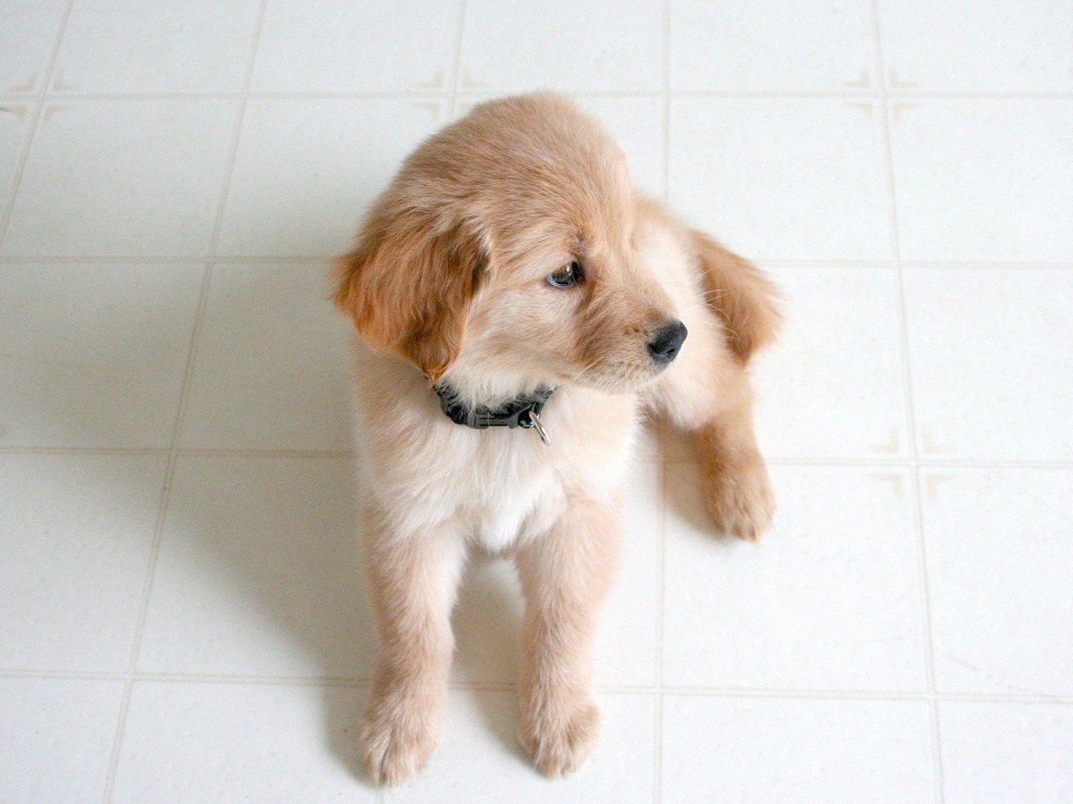 cagnolino con collare scuro