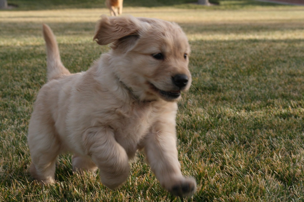 cagnolino che corre