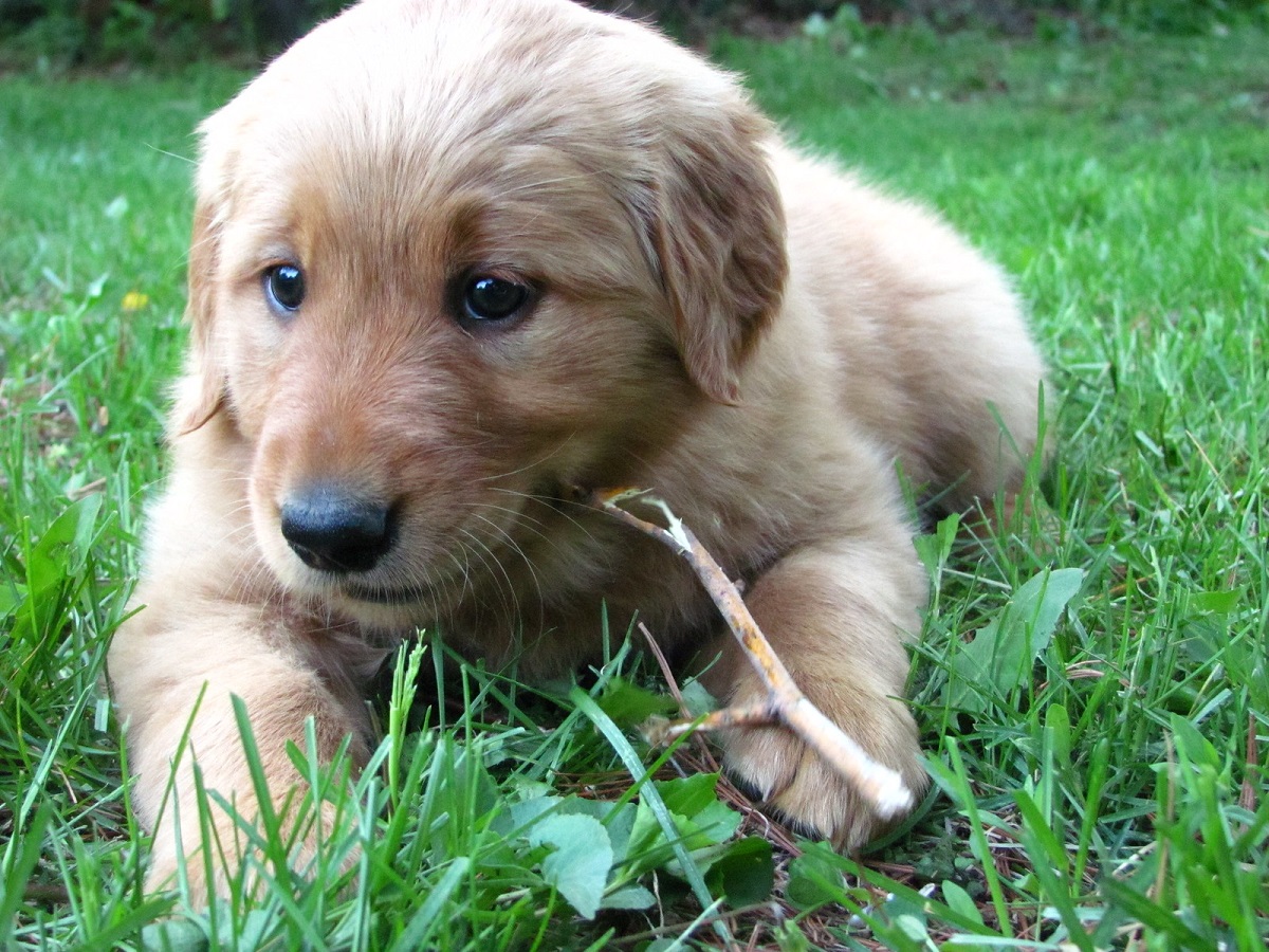 cagnolino sdraiato sull'erba