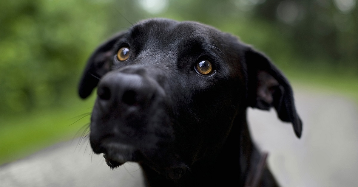 L’emozionante storia di Nerino, il cagnolino malmenato che ora è felice (FOTO)