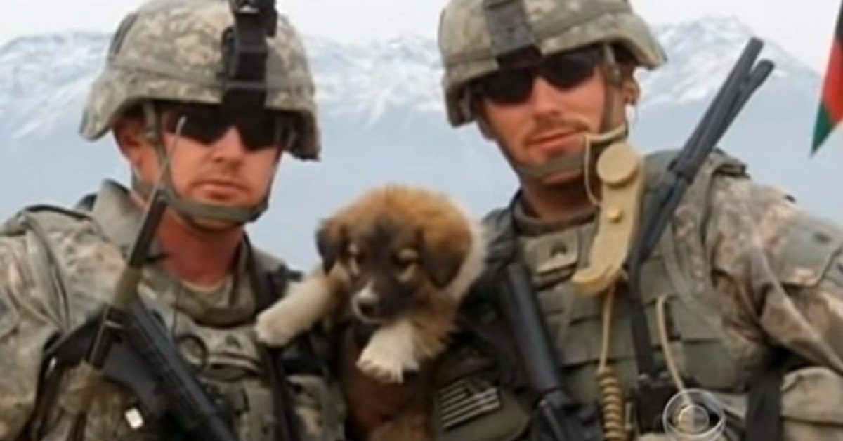 L’emozionante storia di tre cagnolini che hanno salvato un soldato (VIDEO)