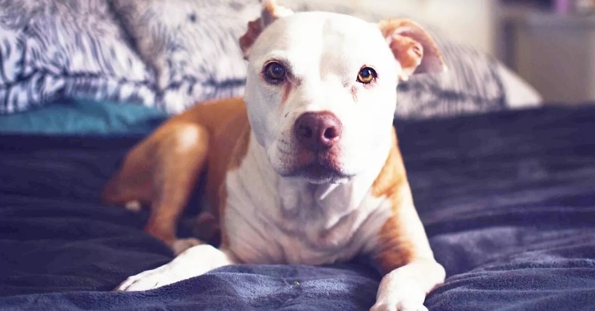 Lillie, la cagnolina Pitbull ansiosa che ha finalmente fatto amicizia con un cane (VIDEO)