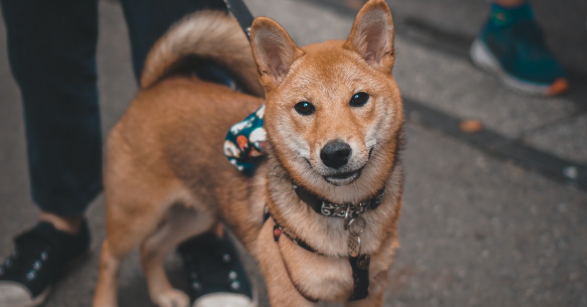 cuccioli di shiba inu come pulirli