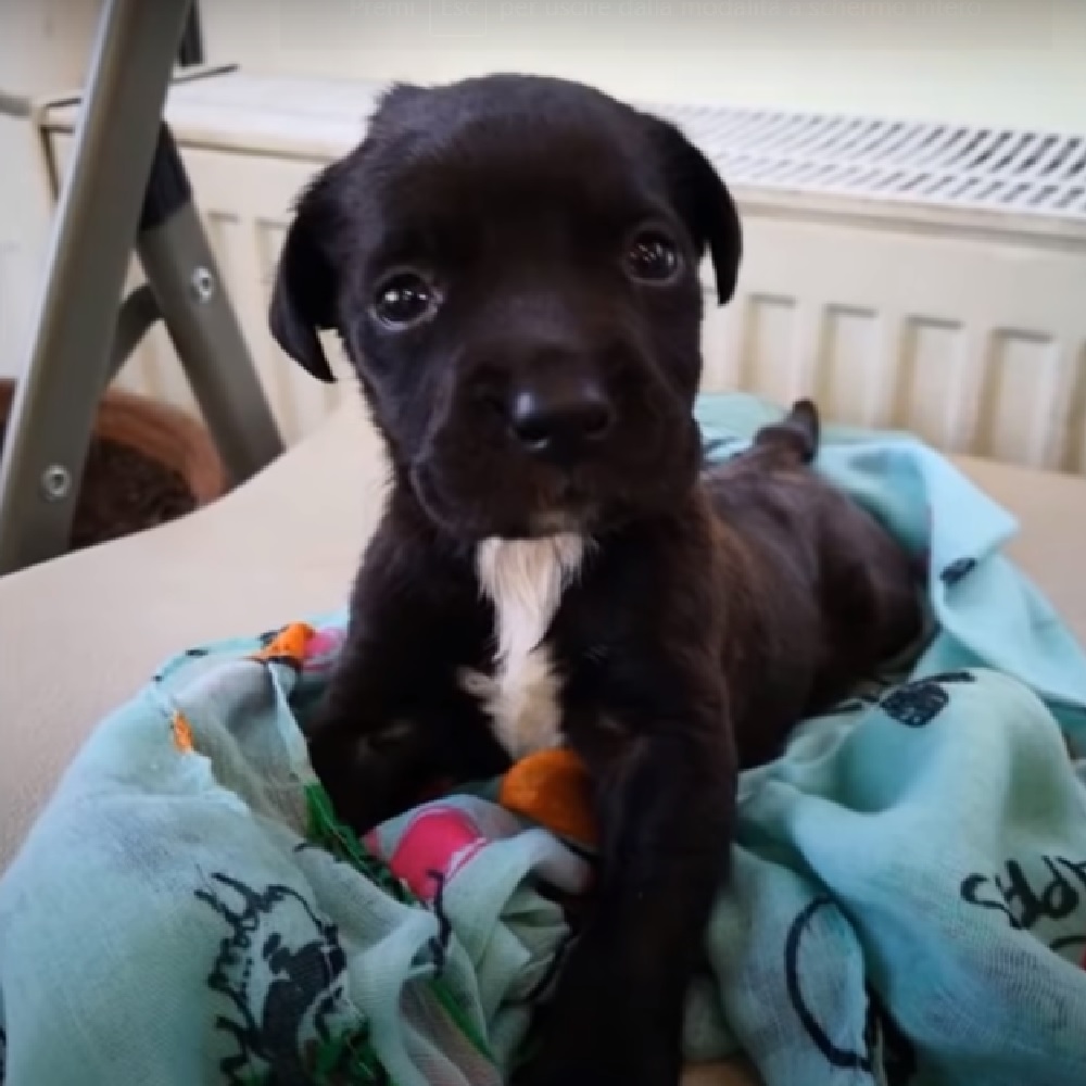 lora cagnolina ripresa veloce casa