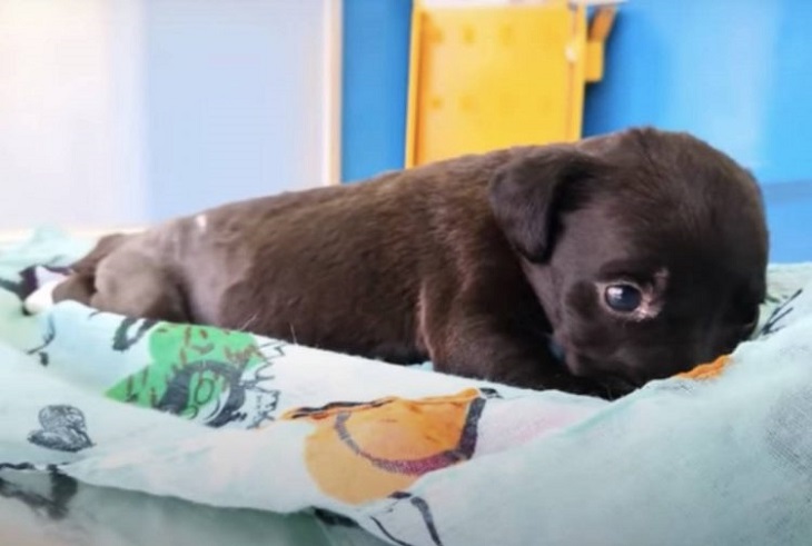 lora cagnolina trova temporaneamente casa