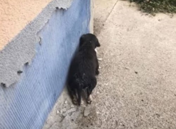 lora cucciola nata per strada
