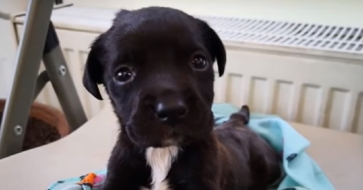 Lora, la cucciola sordocieca salvata da un destino terribile (VIDEO)
