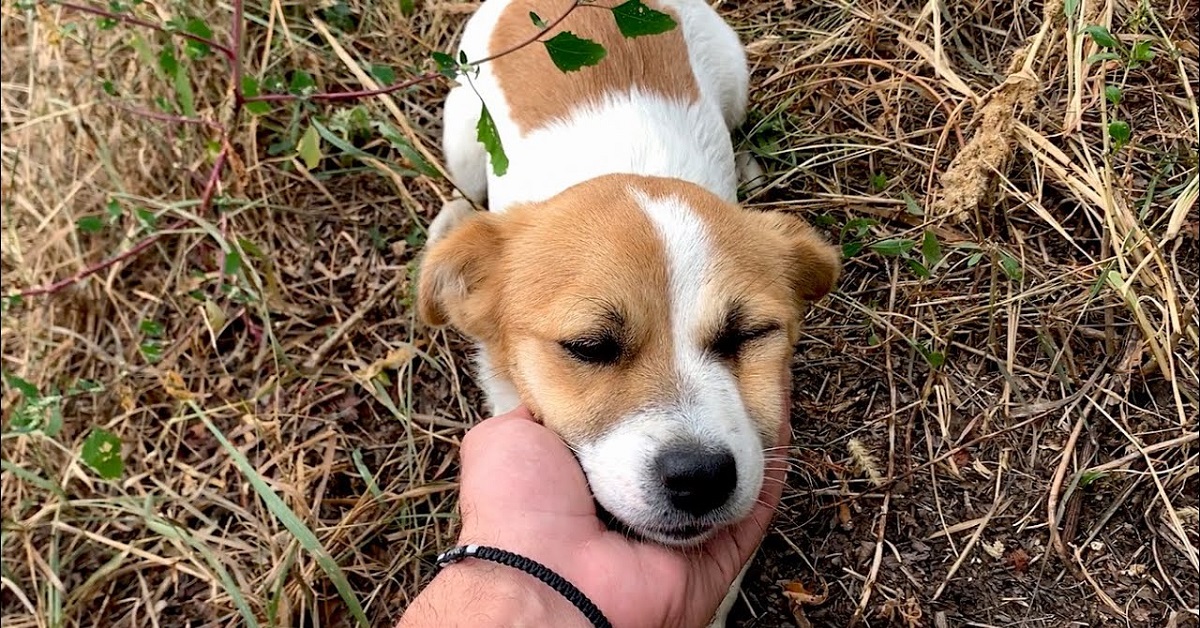 Lucy, la cucciola salvata poco prima di una tempesta (VIDEO)