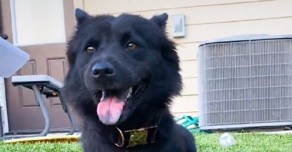 Luna, la cagnolina timorosa riesce ad aprire il suo cuore (VIDEO)