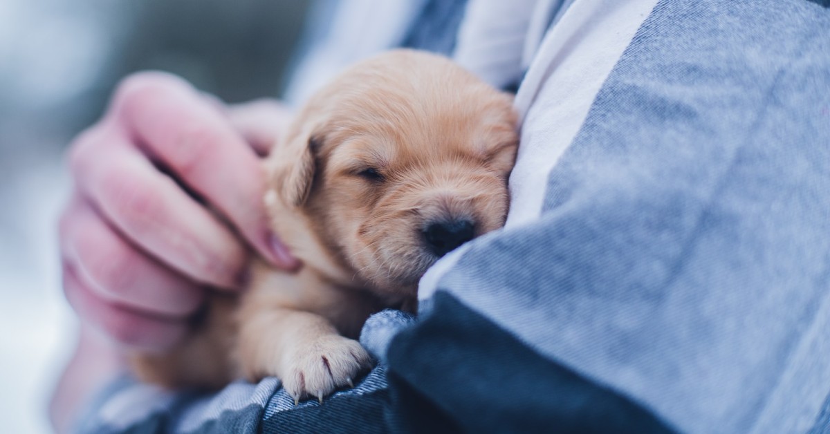 Come scegliere un cucciolo di cane: i modi per capire se è quello giusto per te