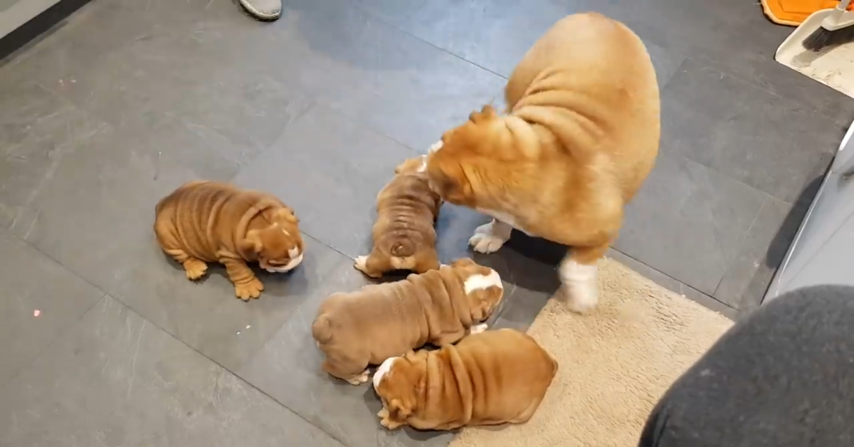 Mamma di Bulldog inglese vede i suoi cuccioli dopo un appuntamento dal veterinario (VIDEO)