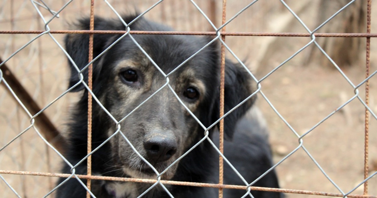 dove adottare un cane in Friuli Venezia Giulia