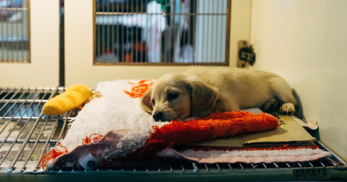 dove adottare un cane in Friuli Venezia Giulia