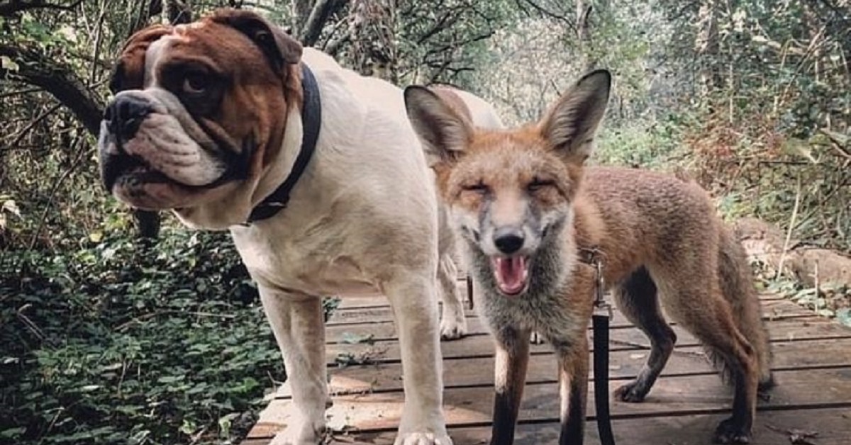 Marley, il Bulldog inglese fa amicizia con una volpe (FOTO)