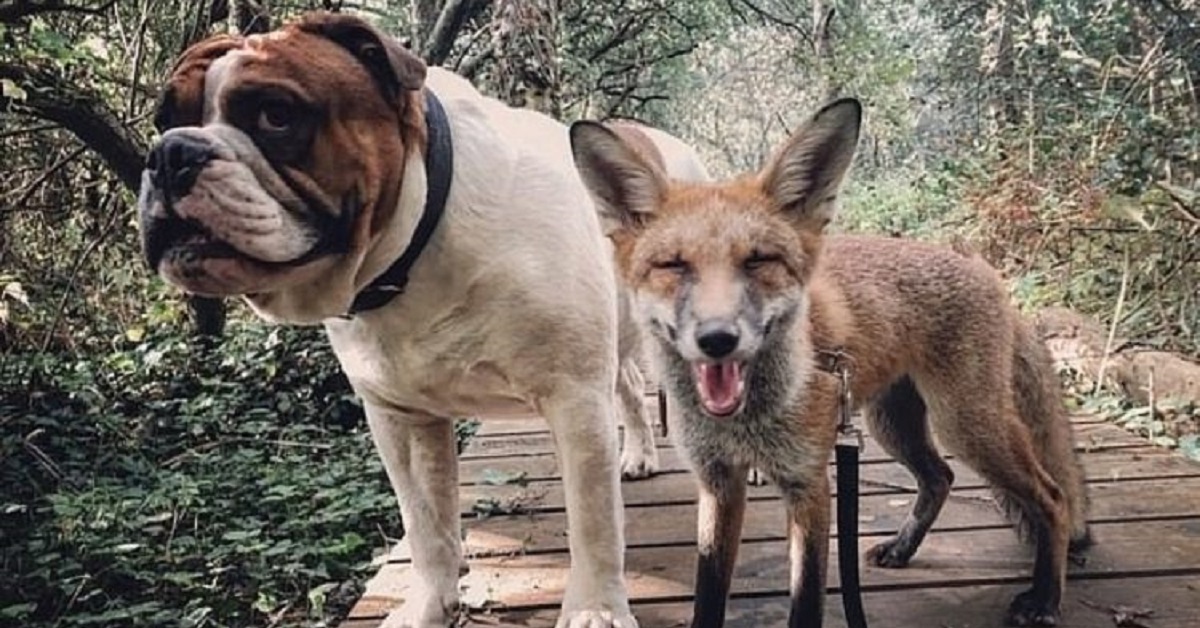 Marley, il Bulldog inglese fa amicizia con una volpe (FOTO)