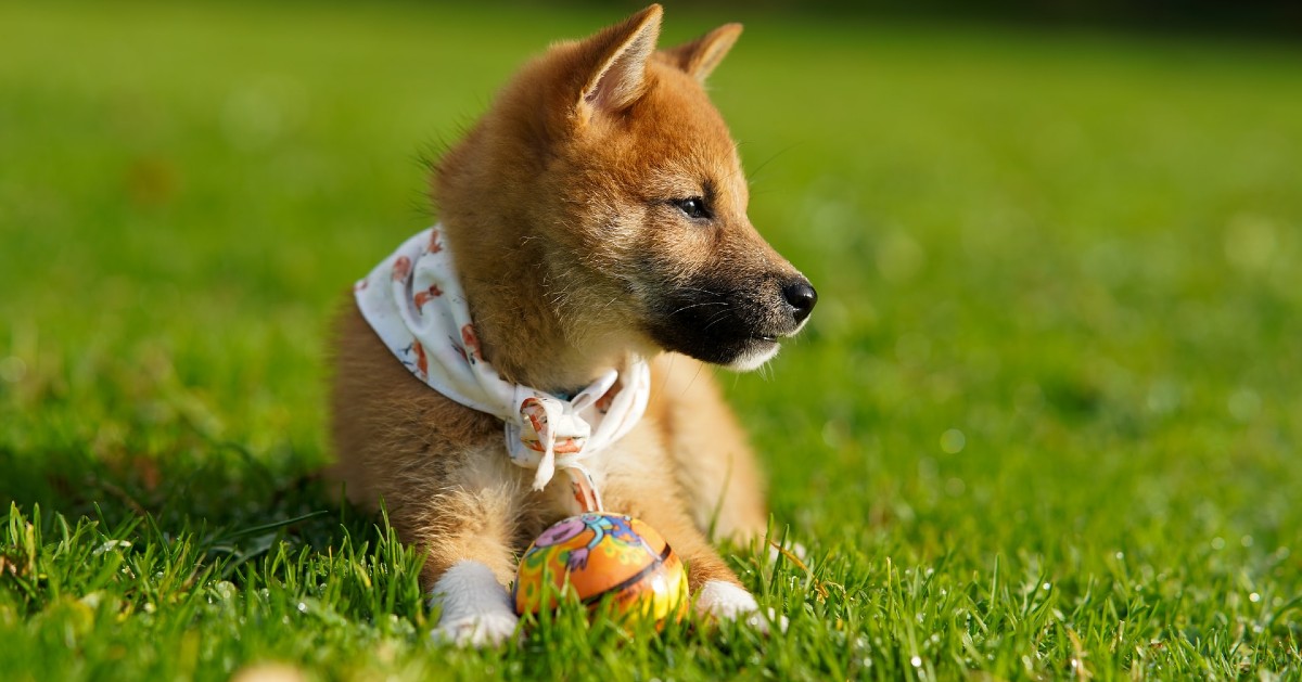 Cuccioli di Shiba Inu, come pulirli: tutte le attenzioni e i passaggi