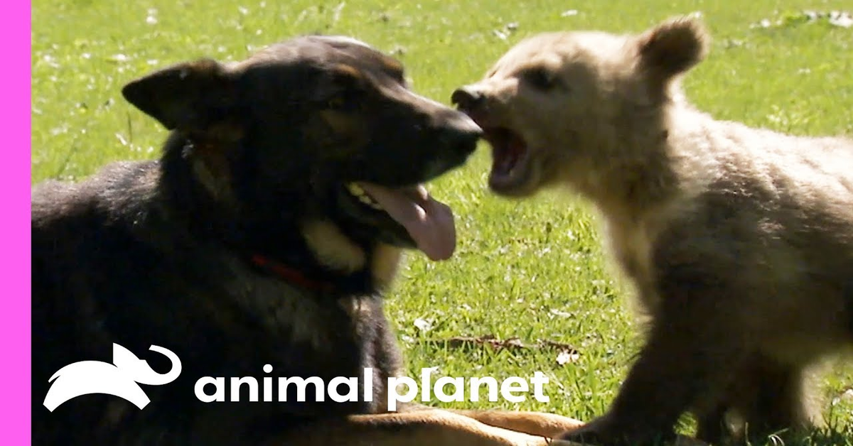 Un cane e un orsetto fanno amicizia (VIDEO)