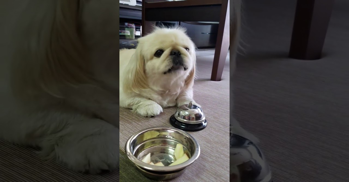 Il simpatico pechinese che chiede da mangiare suonando il campanello (VIDEO)