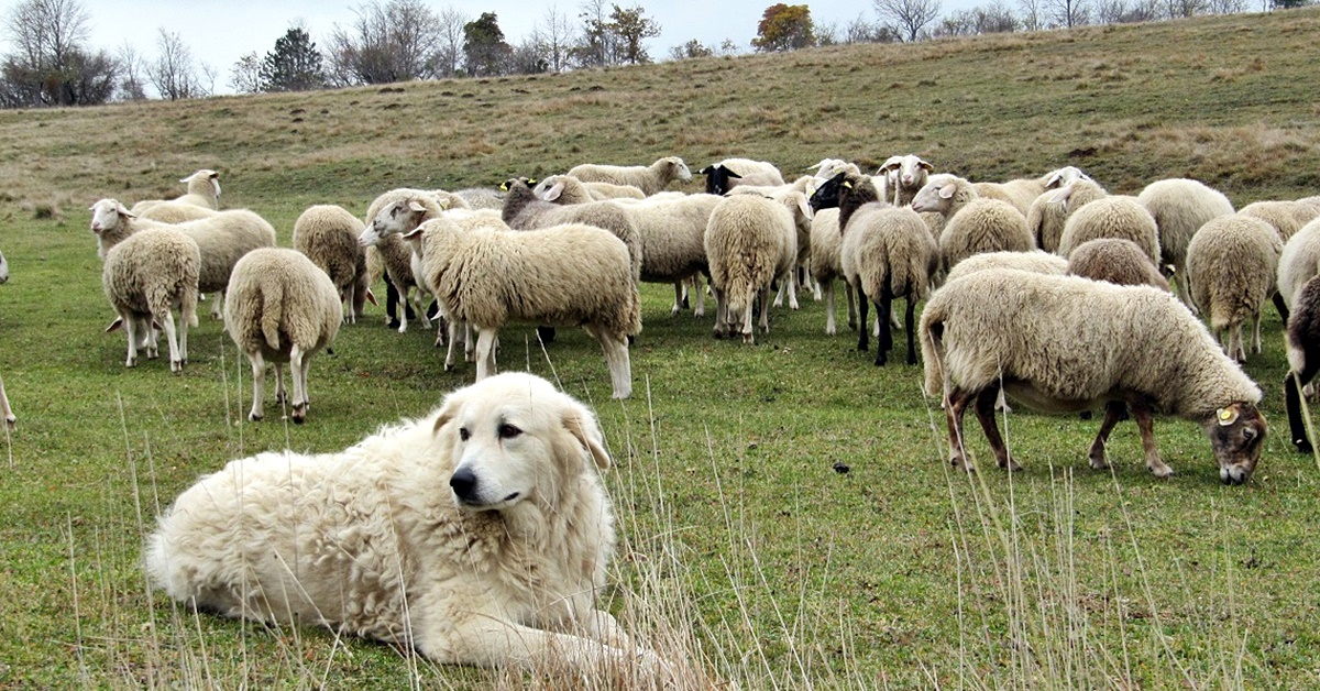 Memoria di razza del cane: che cos’è e come la si può sfruttare