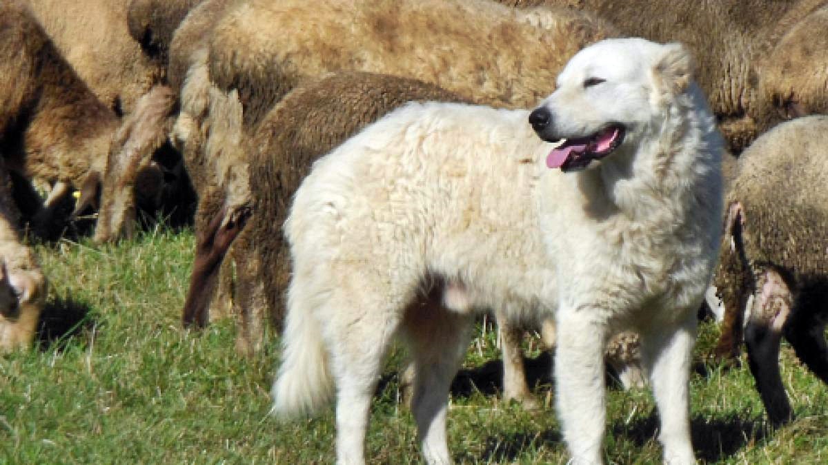 cane da pastore che fa la guardia alle pecore