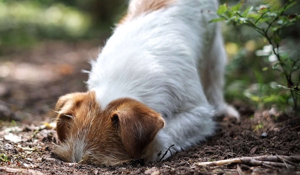 cane da caccia in tana