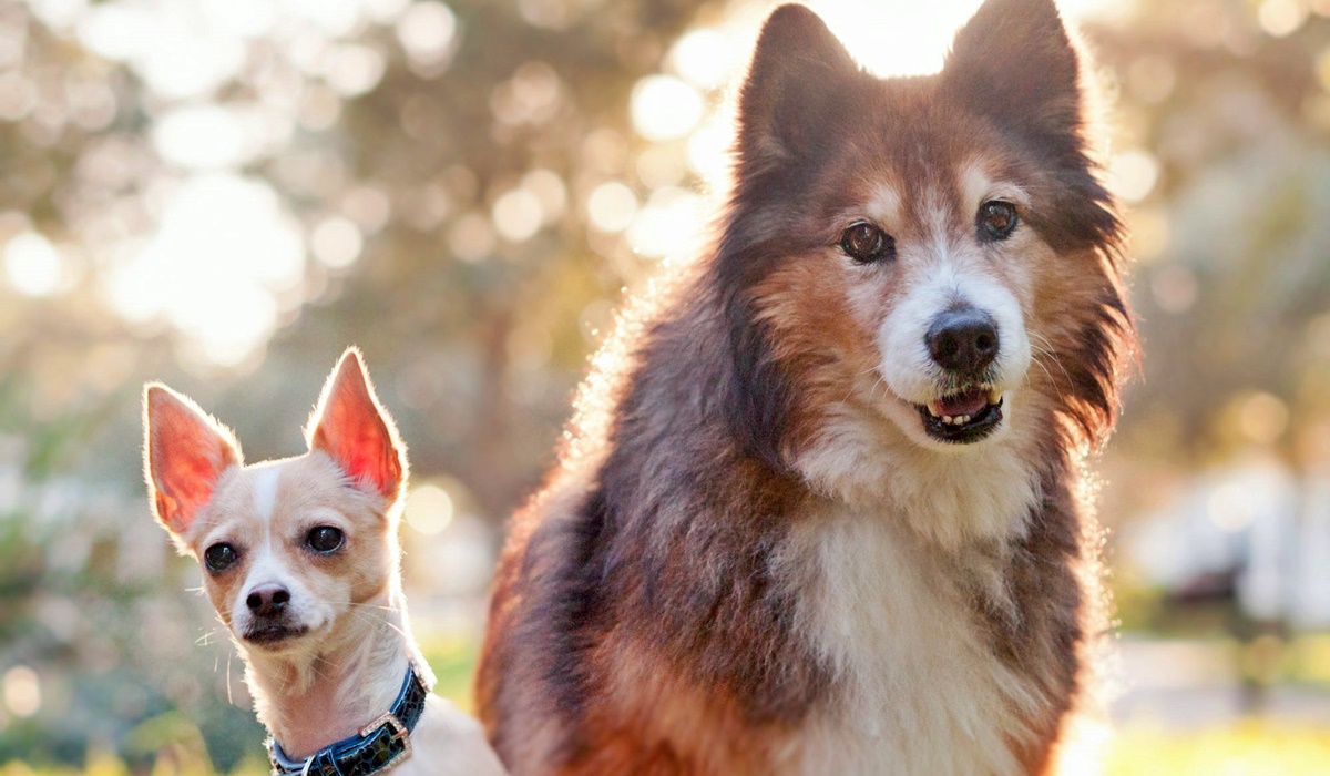 cane di taglia grande e cane di taglia piccola